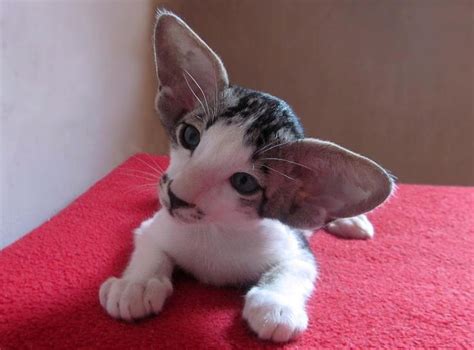 Oriental Shorthair Info History Personality Kittens