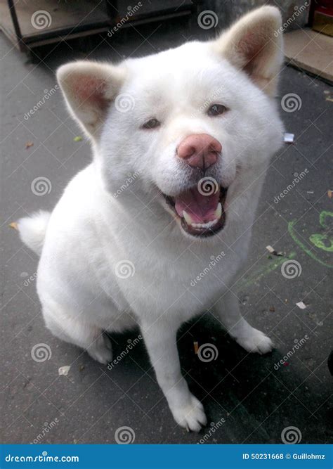 White Akita Inu Smiling Stock Photo Image 50231668