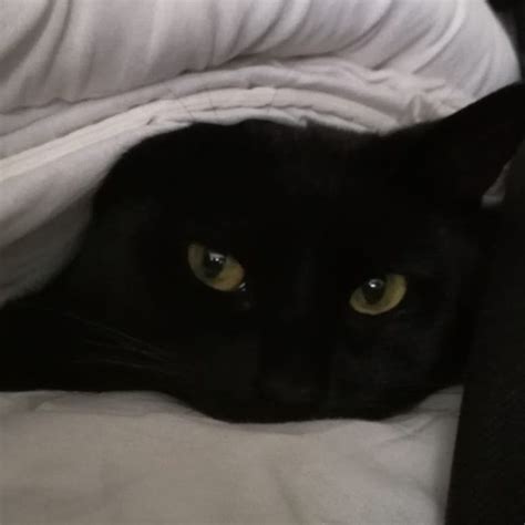 A Black Cat Laying On Top Of A Bed Covered In White Sheets And Blankets