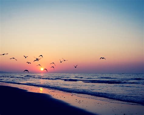 Wallpaper Birds Flying In Sky Sunset Beach Sea