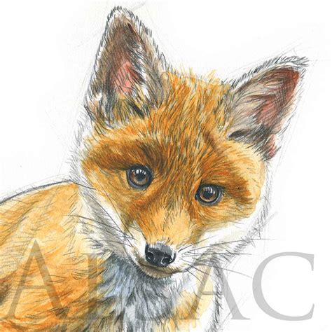 Baby Fox Drawings