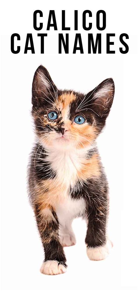 Lost my 16 yr old companion sparkee yesterday to kidney failure. Calico Cat Names - 250 Great Ideas For Naming Your Calico ...