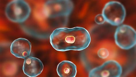 We did not find results for: Stages of Mitosis (Cell Division) | Sciencing