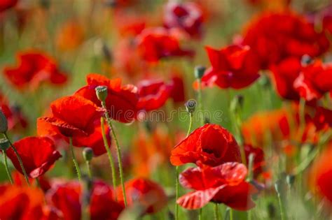 Field Of Bright Red Corn Poppy Flowers In Summer Stock Photo Image Of