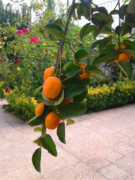 More than 13 percent of the country is covered by forests. shakheye derakhte khormaloo | Persian food, Fruit flowers ...