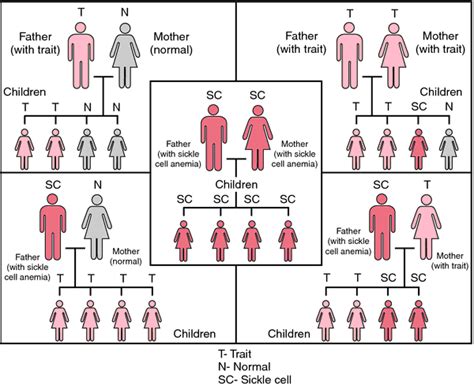 Why people with the hemoglobin genotype AA are more prone ...