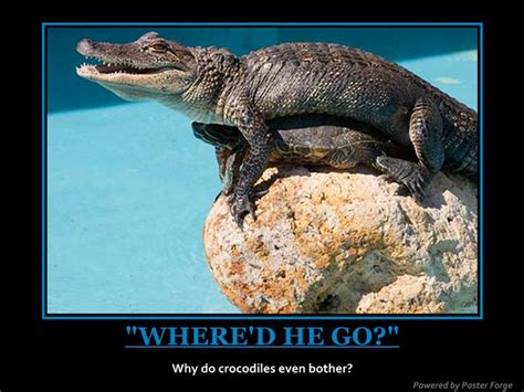 Funny Alligator Quotes Quotesgram