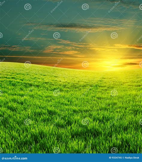 Green Field And Beautiful Sunset Stock Image Image Of Growing Field