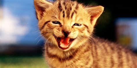 Laughing Cats So Pets