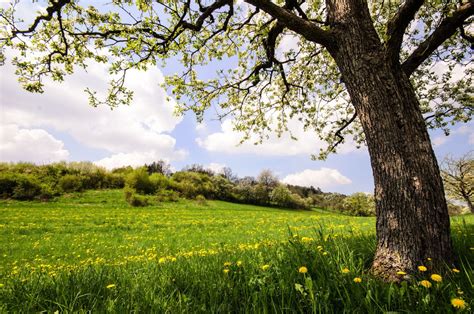 Frühling 26 amar sin prejuicios drama romance alemania 2020. Der Frühling ist da! | Lingo - Das Mit-Mach-Web