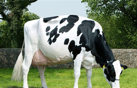 Holstein Friesian Cow Wallpapers Wallpaper Cave