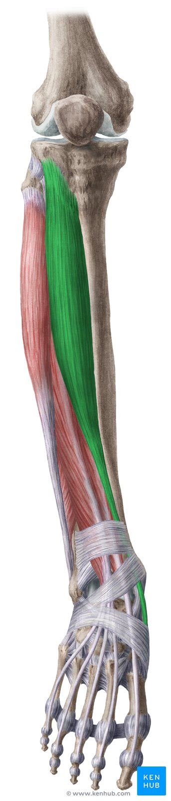 Músculos Anteriores Da Perna Anatomia E Funções Kenhub