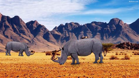 Rhino Wallpaper 31798 Baltana