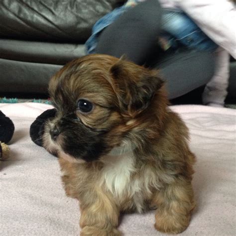 Shorkie Puppies Shih Tzu X Yorkshire Terrier Ripley Derbyshire