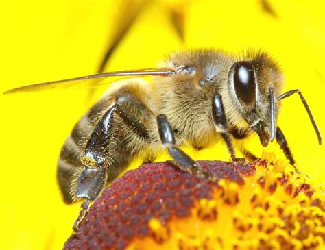 Worker Bee Modern Farming Methods