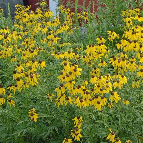 Buy Yellow Coneflower Ratibida Pinnata Seeds Online Elk Mound Seed