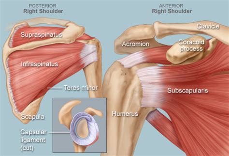 The shoulder joint (glenohumeral joint) is a ball and socket joint between the scapula. Shoulder Human Anatomy: Image, Function, Parts, and More