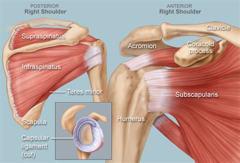 Extraocular muscles of left eye. Shoulder Human Anatomy: Image, Function, Parts, and More