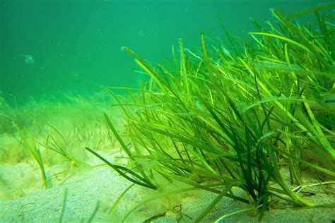 Seagrass Meadows Sway With The Waves Marinefinlandfi