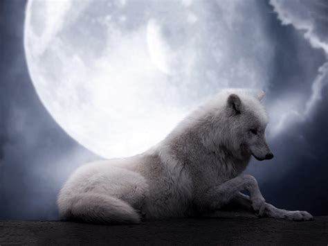 However, we are able to make an estimate based on the number of searches we get per month, which we make public. Wolf Howling At The Moon Wallpapers - Wallpaper Cave