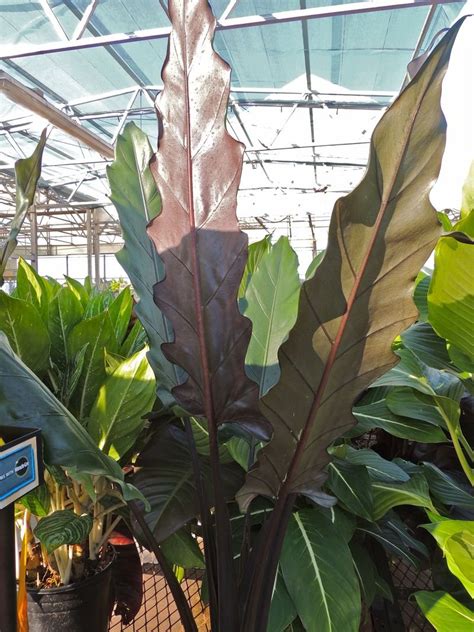 The alocasia is becoming increasingly popular. PlantFiles Pictures: Alocasia (Alocasia lauterbachiana) by ...