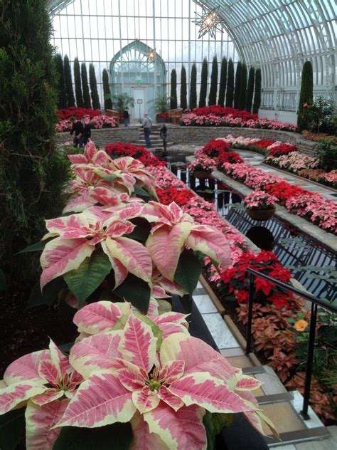 Maybe you would like to learn more about one of these? Holiday Flower Show at the Marjorie McNeely Conservatory ...