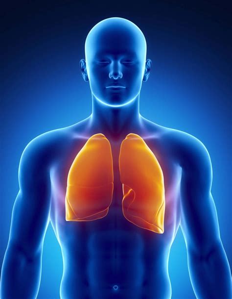 Respiration Respiratory System