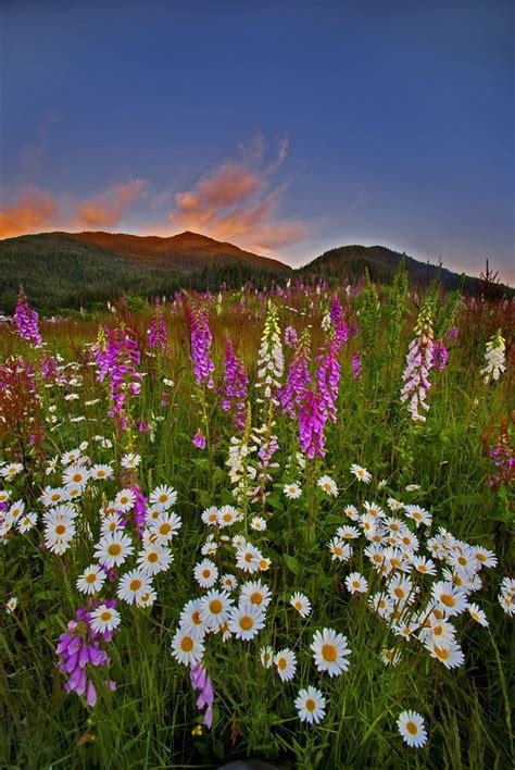 Wildflowers At Sunset Ketchikan Alaska Beautiful Landscapes Wild