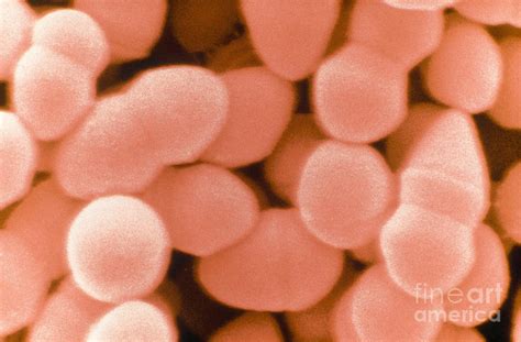 Enterococcus Faecium Sem 6 Photograph By Scimat Pixels