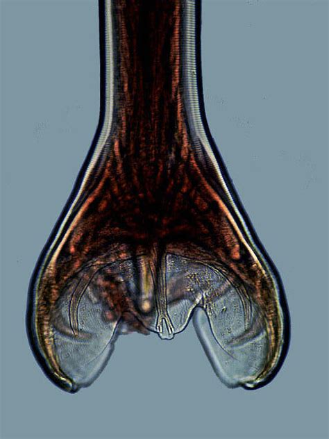 Ancylostoma Caninum