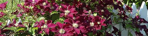 Features large blooms in a very distinctive velvety. Clematis Warsaw Nike - J&J Nursery