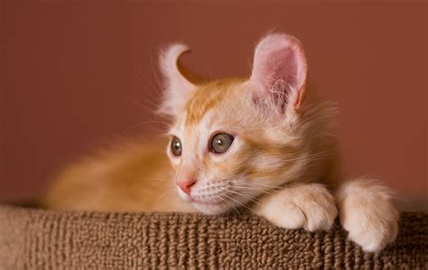 10 Cutest Cat Breeds