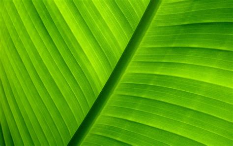 Cool Green Wallpaper Wallpapersafari