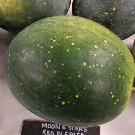 Watermelon Moon And Stars Red Sow True Seed