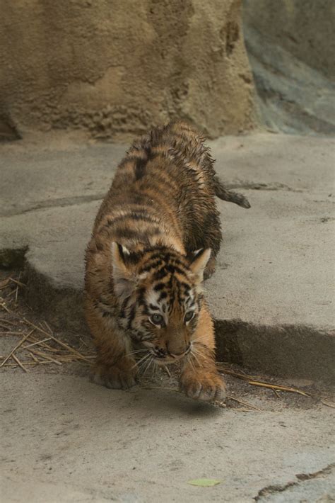 One Of A Litter Of Four Female Tiger Cubs At The Columbus Zoo