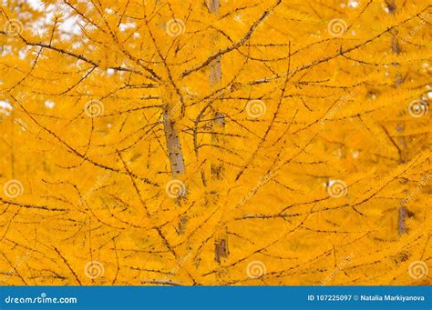 Larch In Autumn Stock Image Image Of Weather Drop 107225097