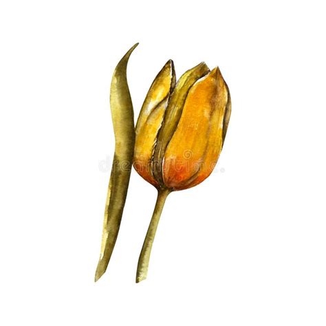 Watercolor Yellow Tulips Isolated On White Hand Draw Illustration