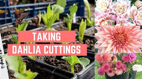 Taking Dahlia Cuttings Propagating Dahlias Growing And Multiplying