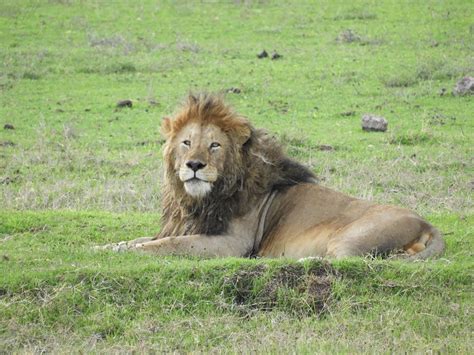 Take in some of the sights and sounds of early days of lions training camp in kamloops. Maasai, lions and organisational change