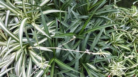 This plant is so unique with its variegated leaves that curl. Spider Plant Collection | Houseplants by Studley's