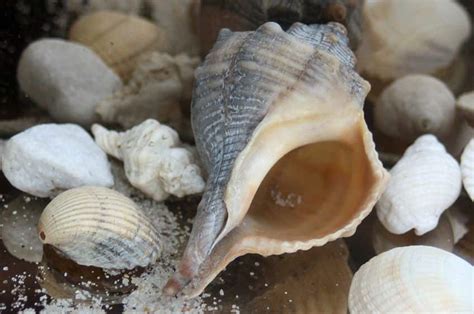 Oysters Or Whelks Your Guide To 9 Common Beach Shells Explore