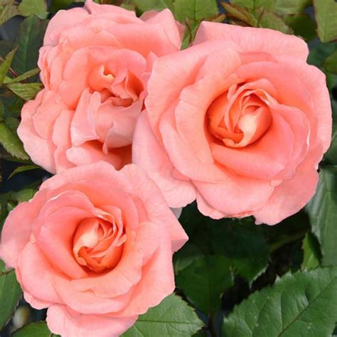 Matilda Shrub Rose Quality Roses Direct From Grower