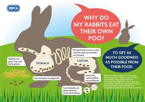 What Not To Feed A Pet Rabbit Petswall