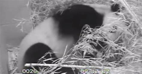 National Zoos Giant Panda Cub Dies Cbs News