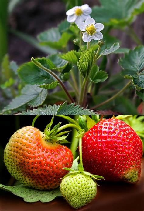 Planting and Growing Guide for Strawberry Plants (Fragaria)