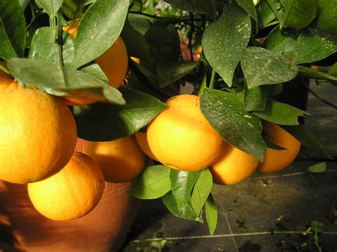 Oranger Fagada Citrus Sinensis Sylvestre Agrumes