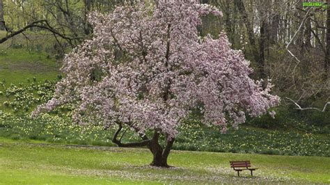Kwitnące Drzewo Las Kwiatki Ławeczka Wiosna