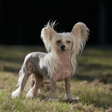 Learn History Of The Chinese Crested Dog Breed Dog Friendly Scene