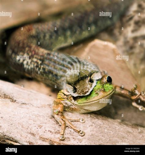 Snake Eating A Frog Stock Photo Alamy