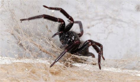 Everything You Need To Know About Common Australian Spiders